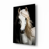 White Horse Flowing Mane Black Backdrop Glass Wall Art