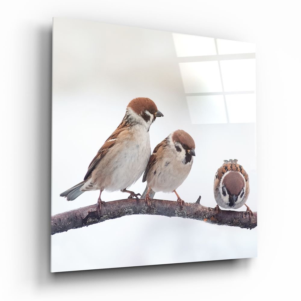 Birds Glass Wall Art