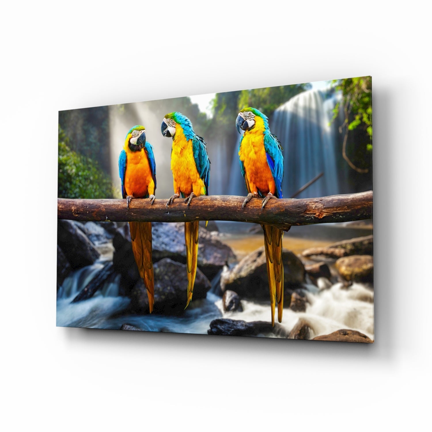 Parrots Glass Wall Art.