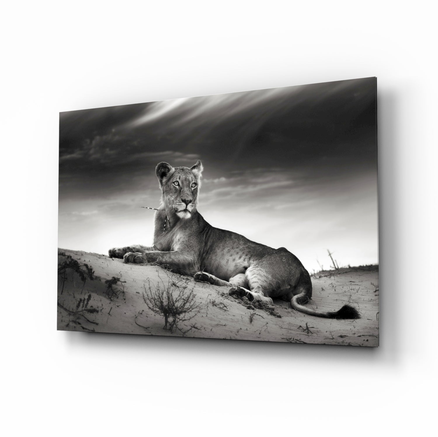 Lioness Glass Wall Art.