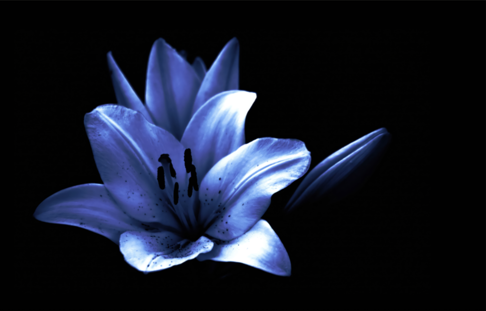 Purple Flower Glass Wall Art