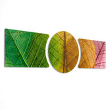 Green Gold Red Leaf Vein Macro 3 Piece Glass Wall Art