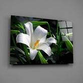 Elegant White Lily Glass Wall Art