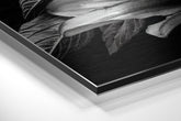 Brushed Aluminium Dibond Wall Art