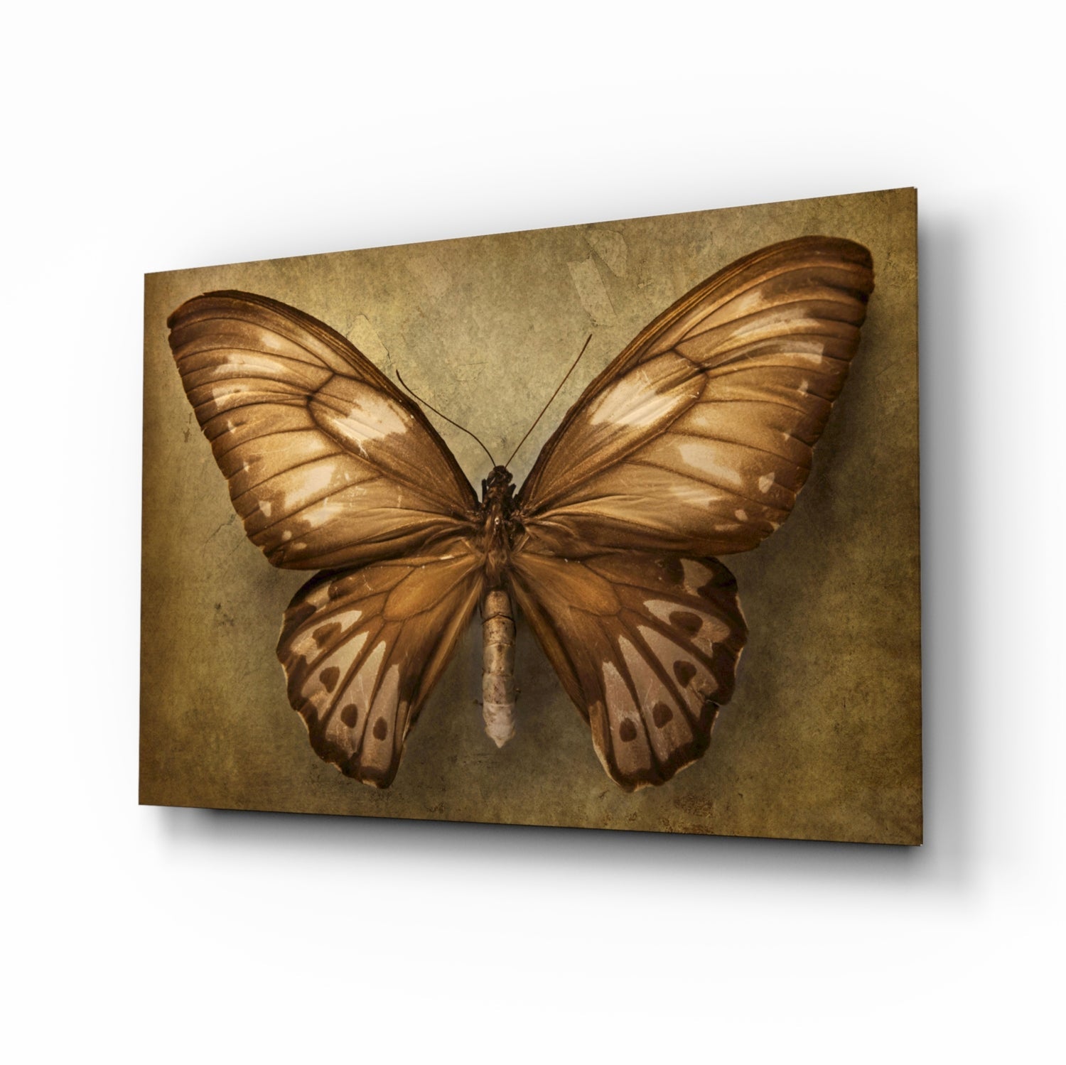 Butterfly Glass Wall Art.