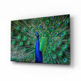 Peacock Glass Art.