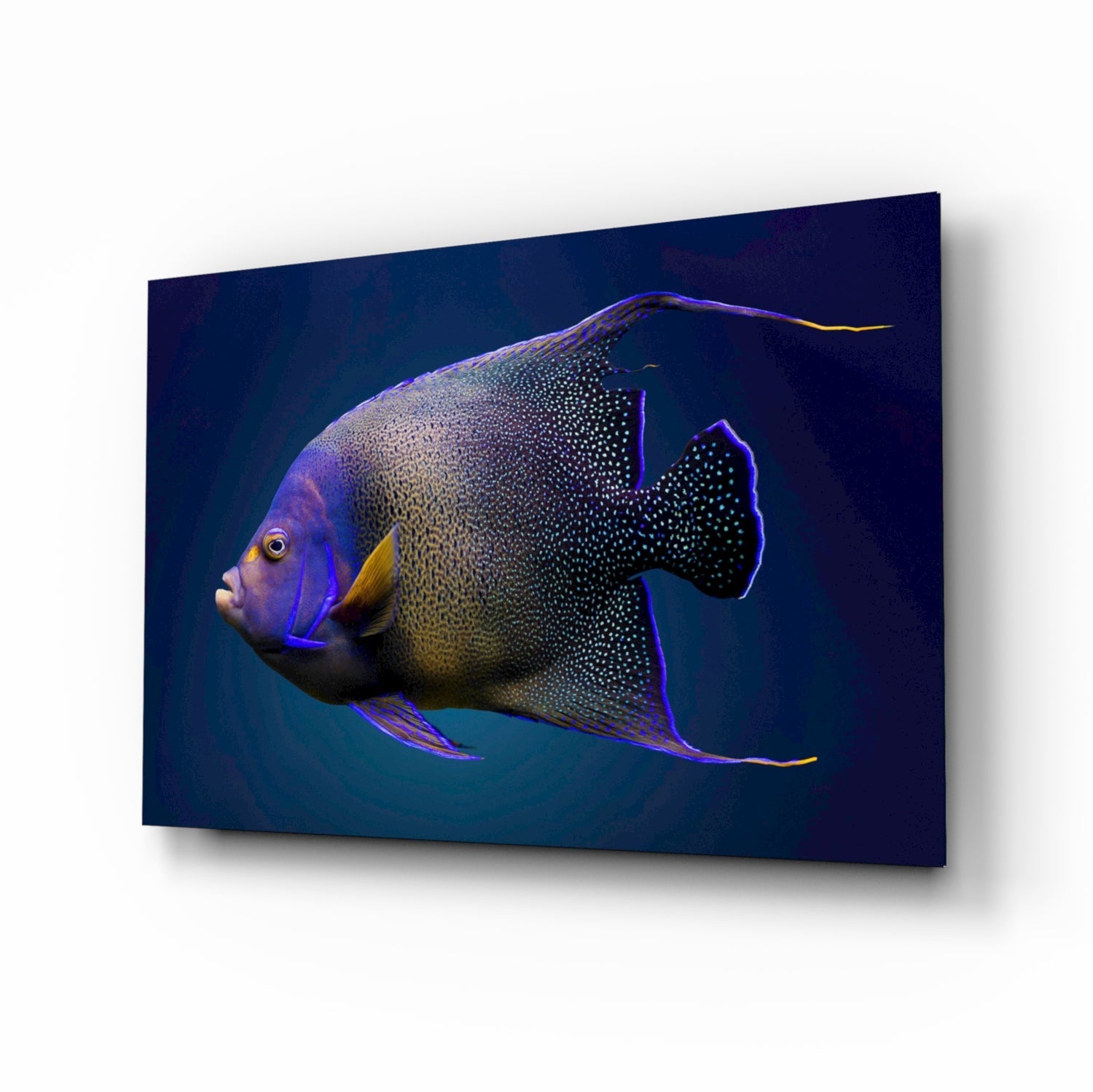 Queen Angelfish Glass Art.