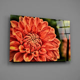 Orange Gerbera Glass Wall Art.