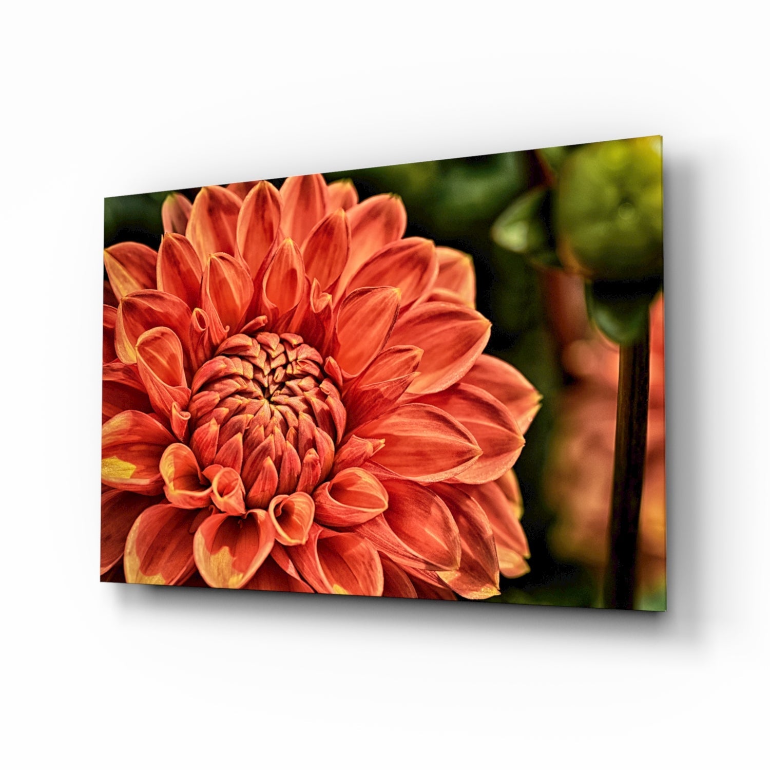 Orange Gerbera Glass Wall Art.