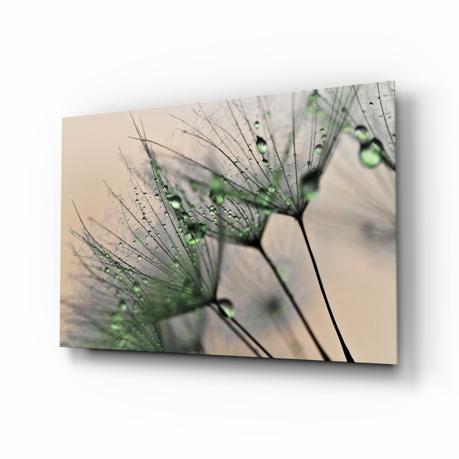 Green Dandelion Glass Wall Art.