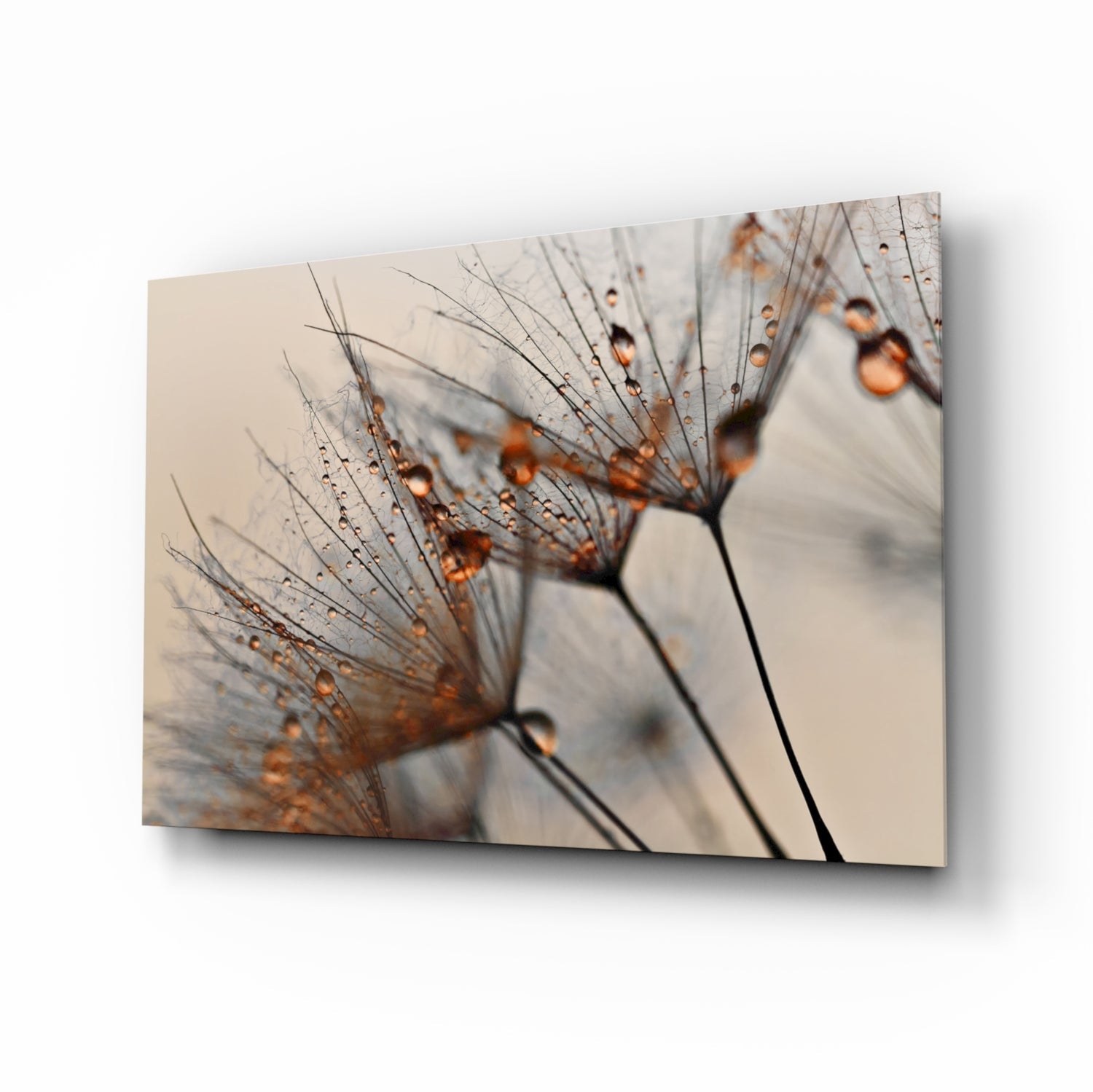 Cinnamon Dandelion Glass Wall Art.