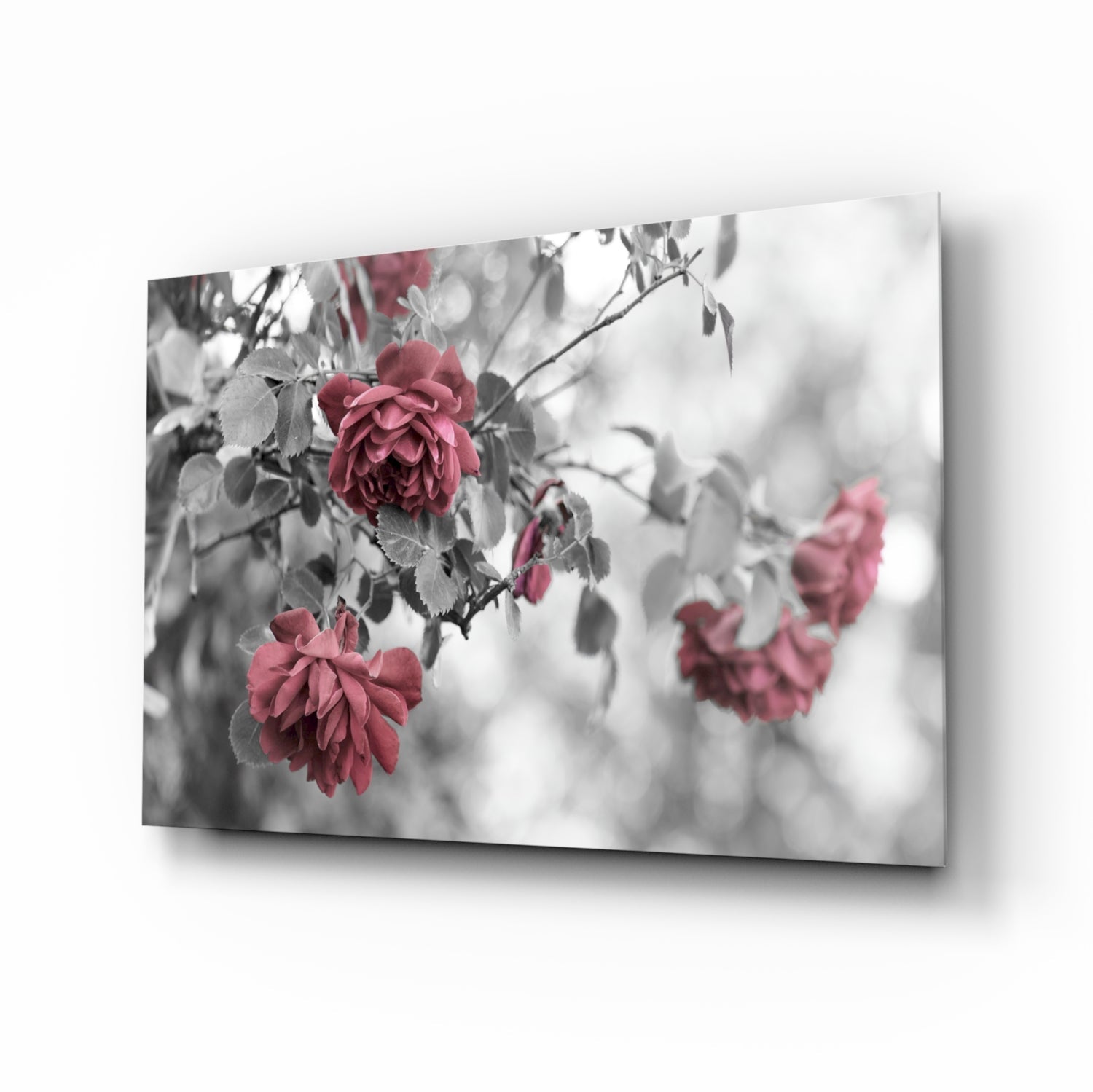 Pink Roses Glass Wall Art.