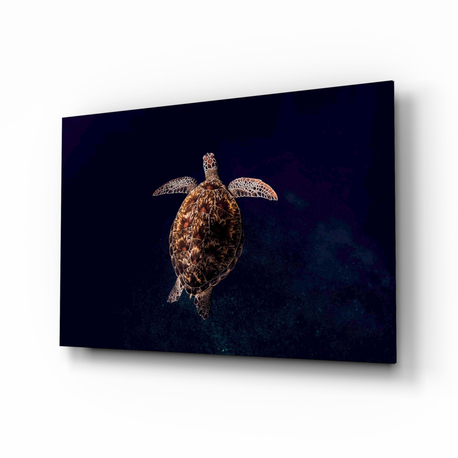 Tortoise Glass Wall Art.