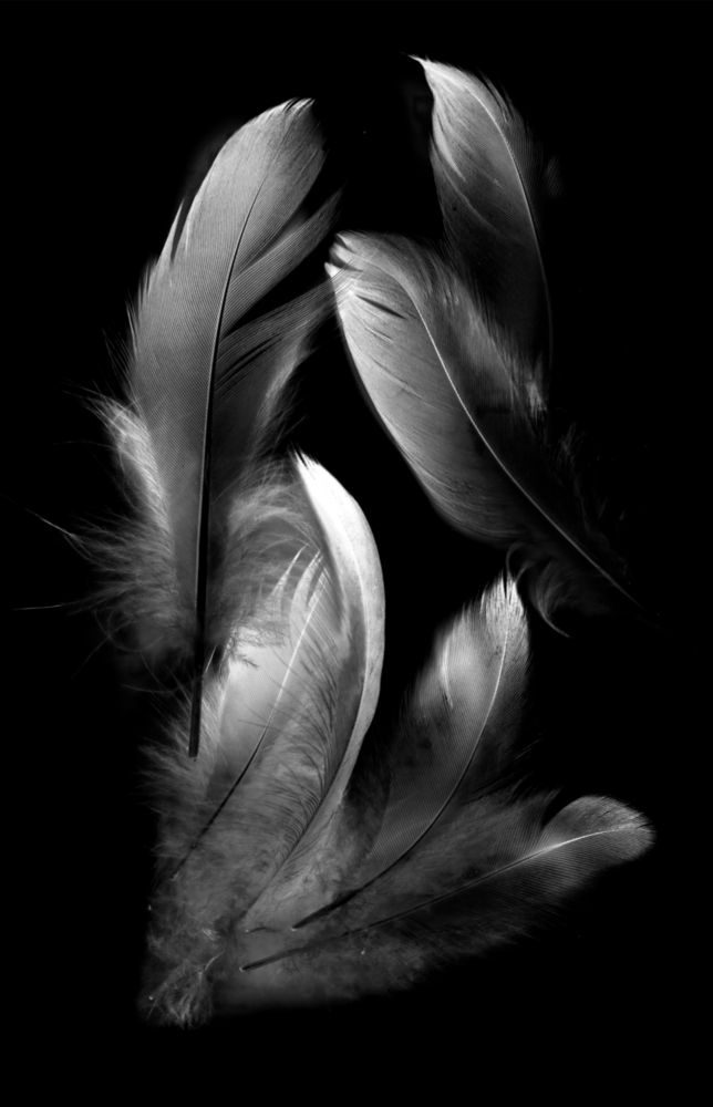 Feather Glass Wall Art