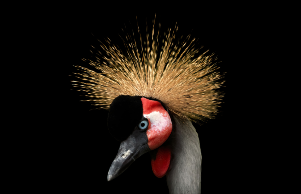 Crane Bird Glass Wall Art