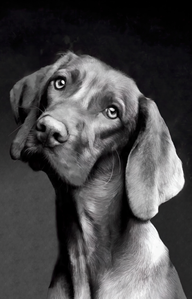 Innocent Dog Glass Wall Art