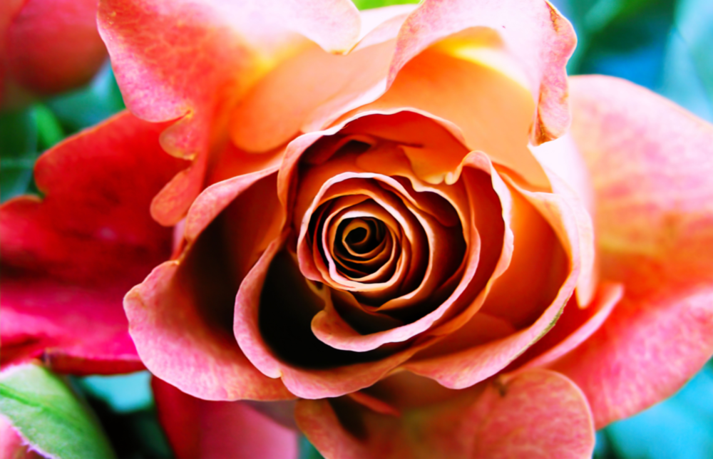 Rose Glass Wall Art