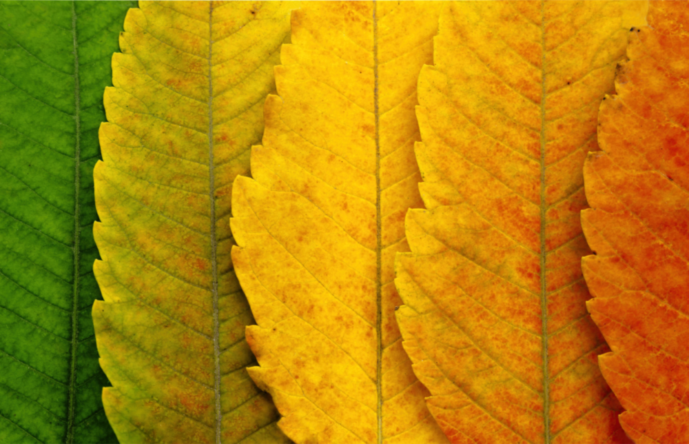 Autumn Leaves Glass Wall Art