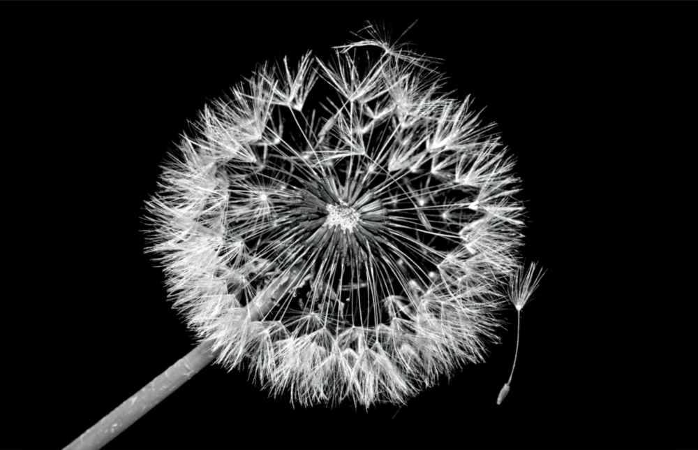 Dandelion Glass Wall Art