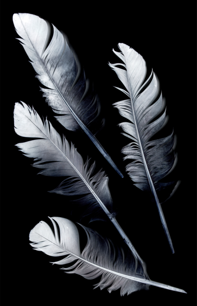 Feather Glass Wall Art