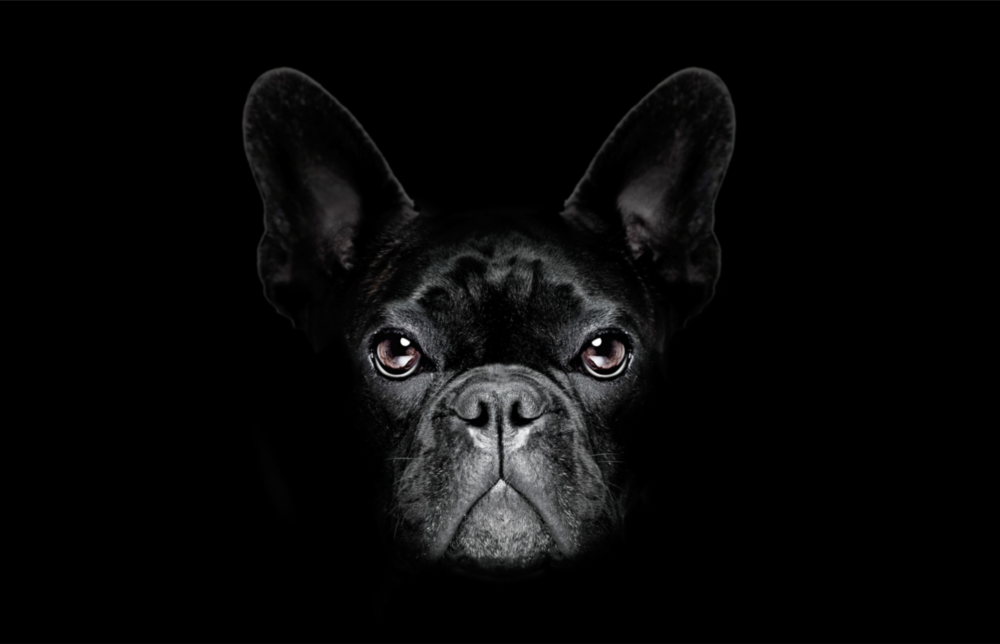 Dog Glass Wall Art