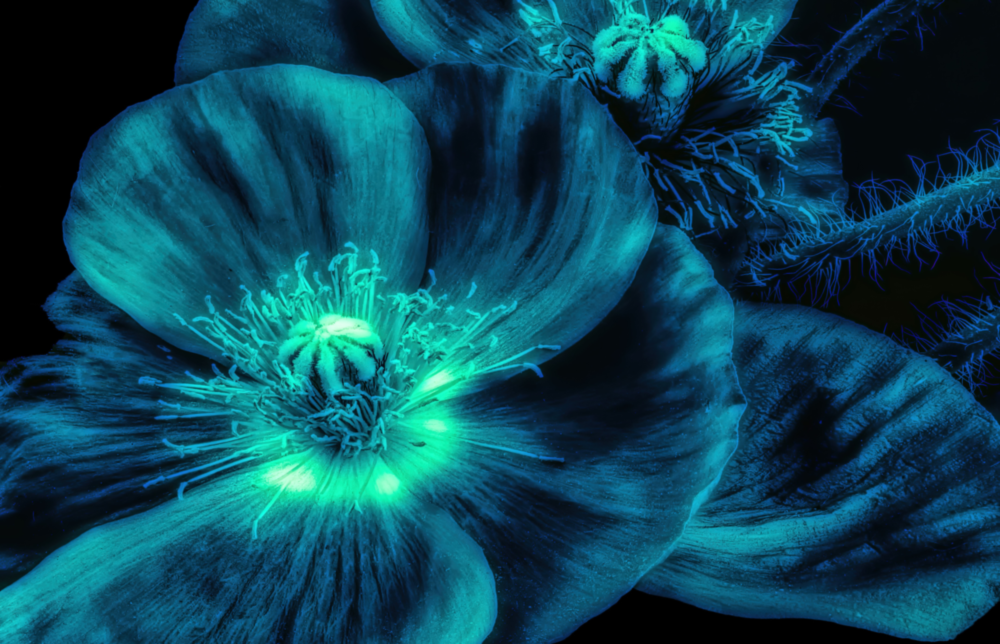 Malvales Flower Glass Wall Art