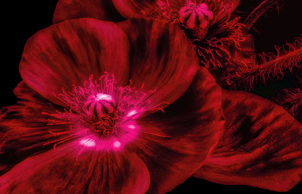 Malvales Flower Glass Wall Art