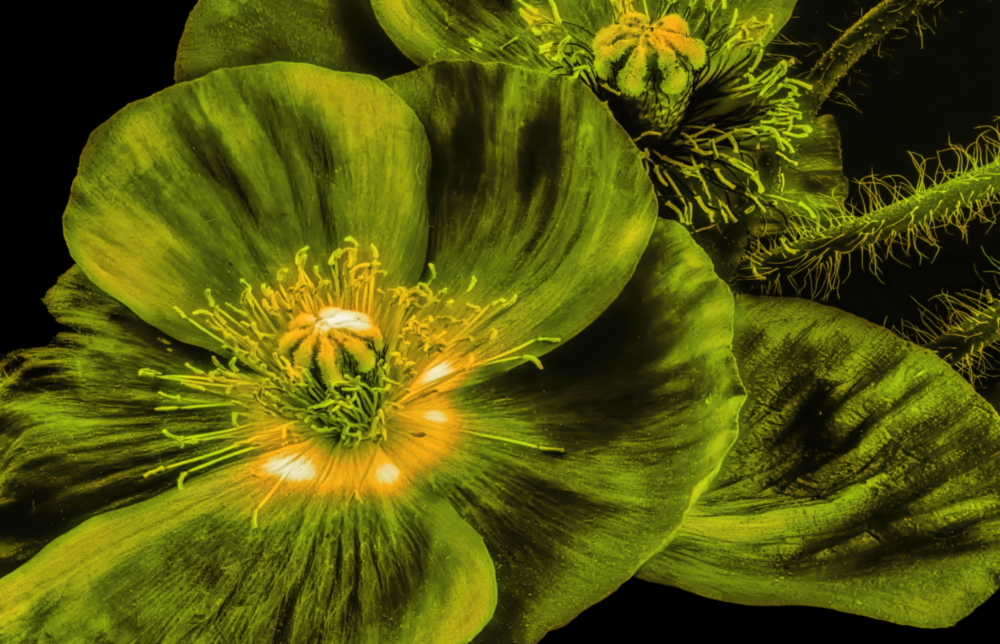 Malvales Flower Glass Wall Art