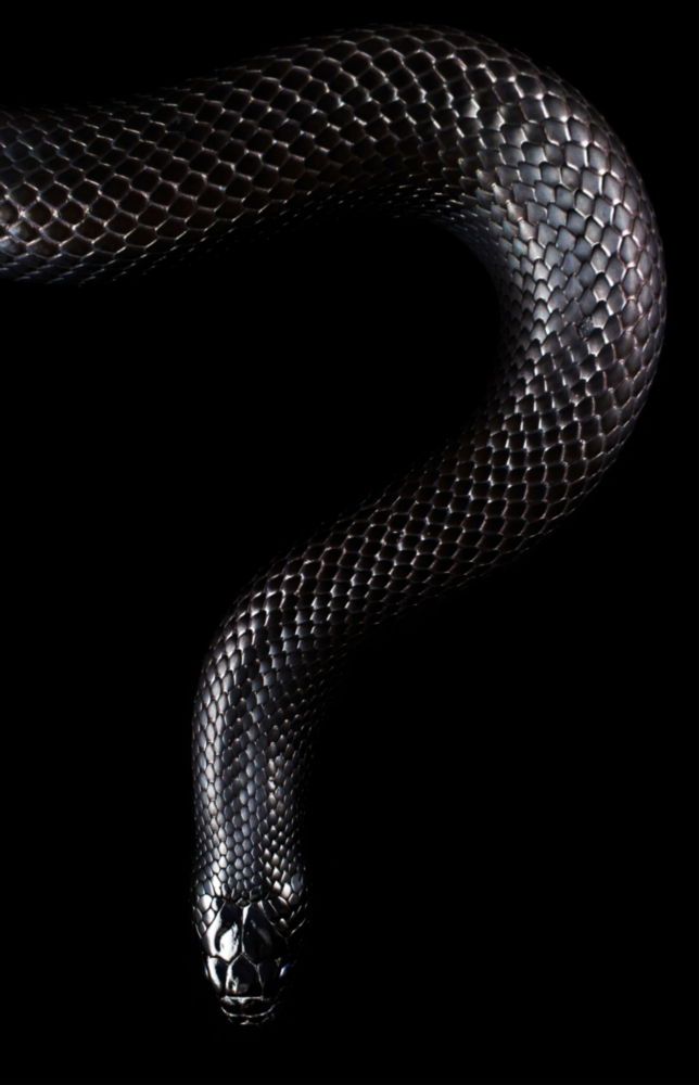 Snake Glass Wall Art