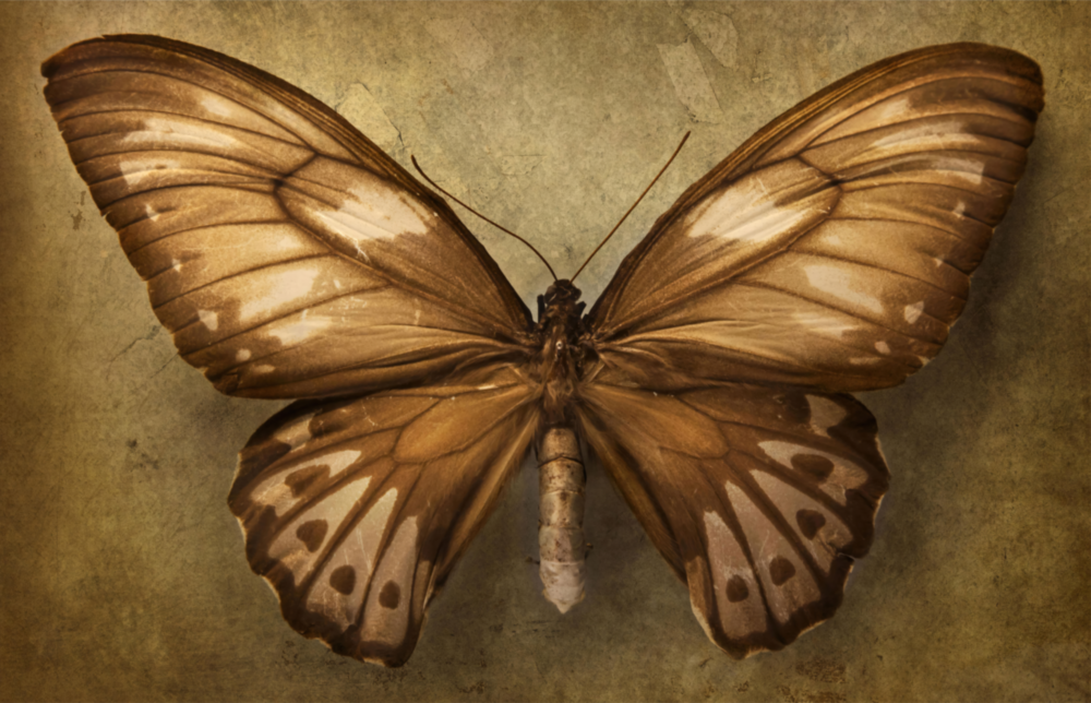 Butterfly Glass Wall Art