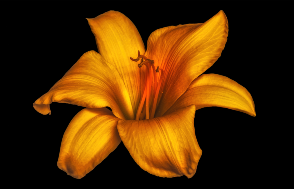 Lily Glass Wall Art
