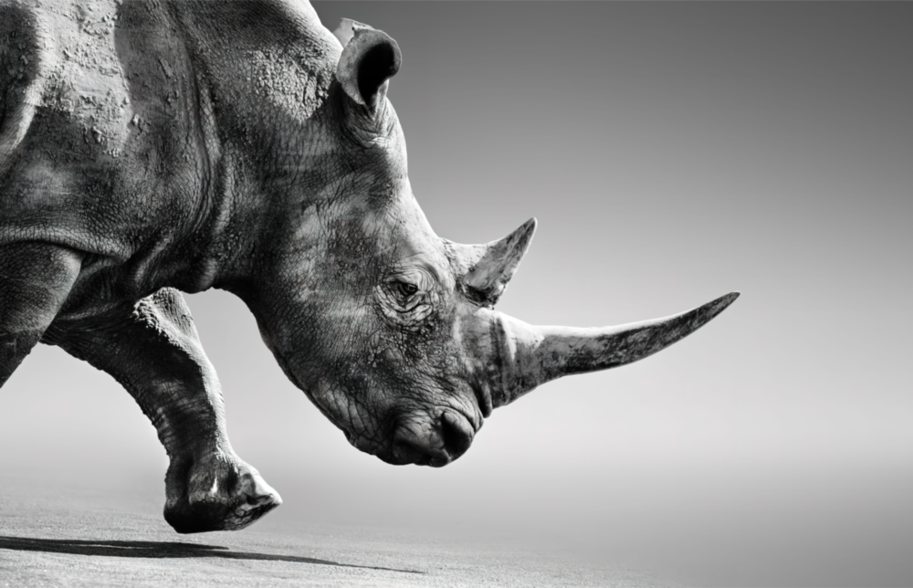 Black Rhino Glass Wall Art