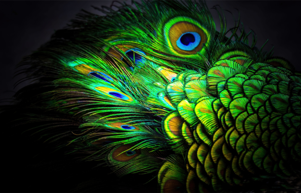 Peacock Glass Art