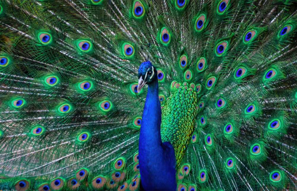 Peacock Glass Art