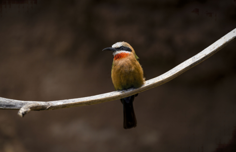 Bee Eater Glass Art