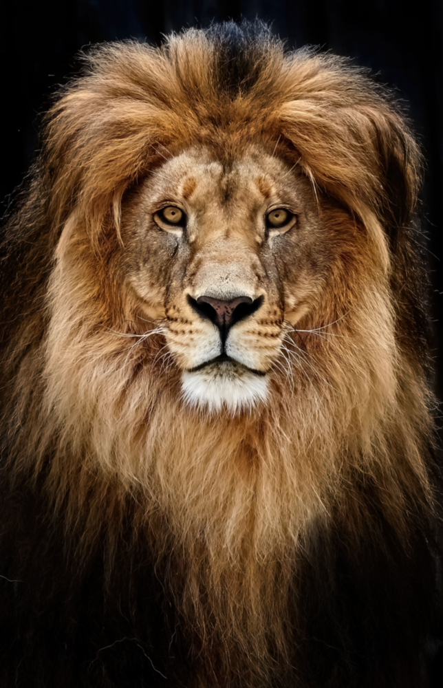 Lion Glass Wall Art