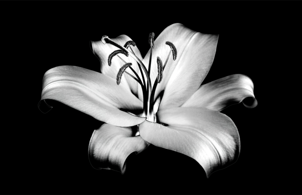 Lilies Glass Wall Art