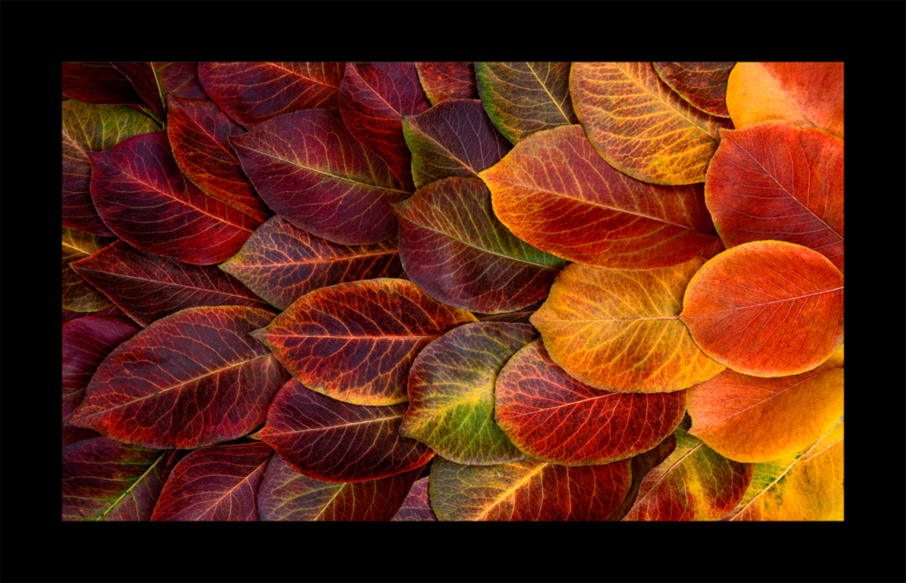 Autumn Leaves Glass Wall Art