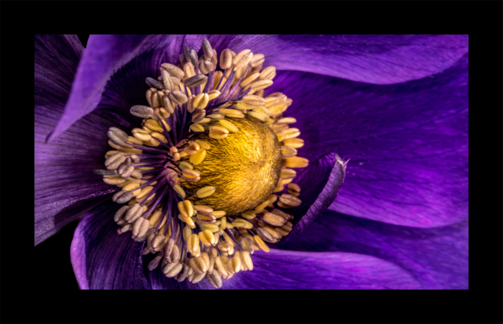 Passionflower Flower Glass Wall Art