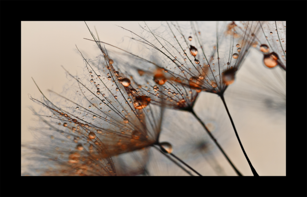 Cinnamon Dandelion Glass Wall Art