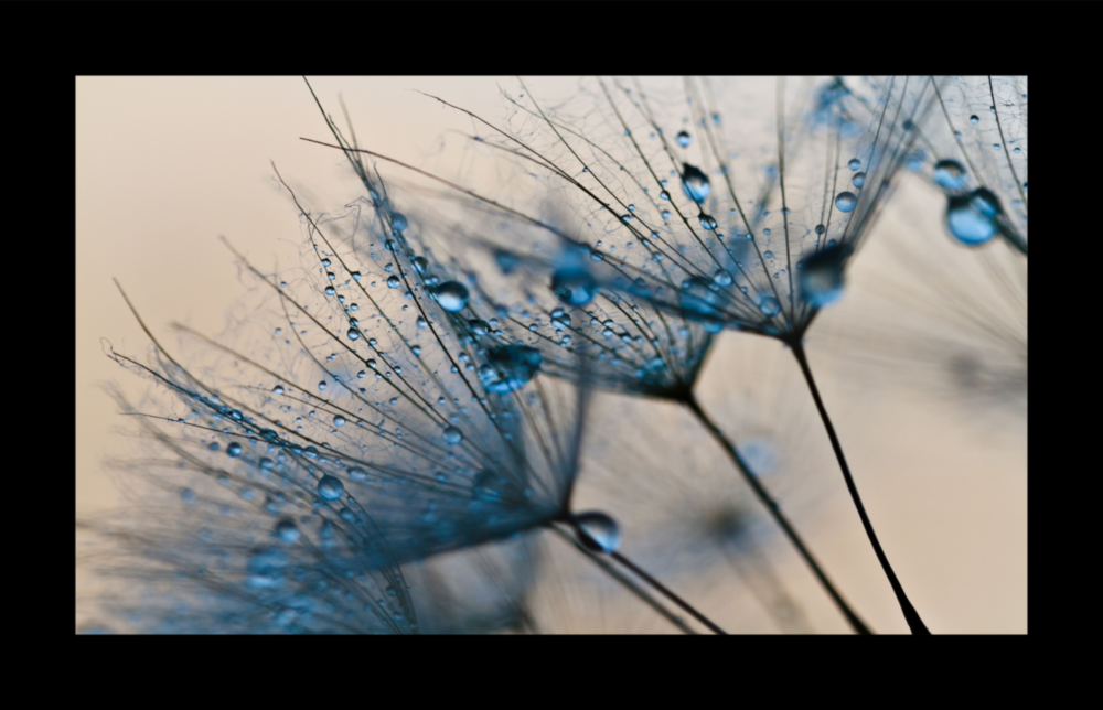 Dandelions Glass Wall Art