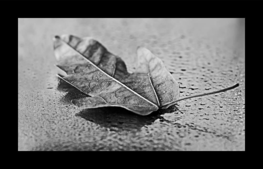 Leaf Glass Wall Art