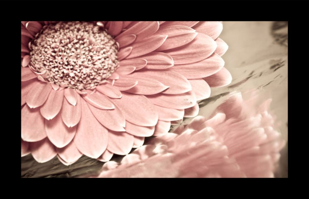 Pink Flower Glass Wall Art