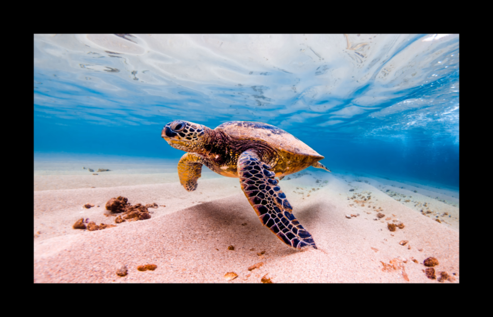 Turtle Glass Wall Art