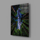 Redwood Canopy Milky Way Night Sky Glass Wall Art