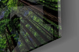 Redwood Canopy Milky Way Night Sky Glass Wall Art