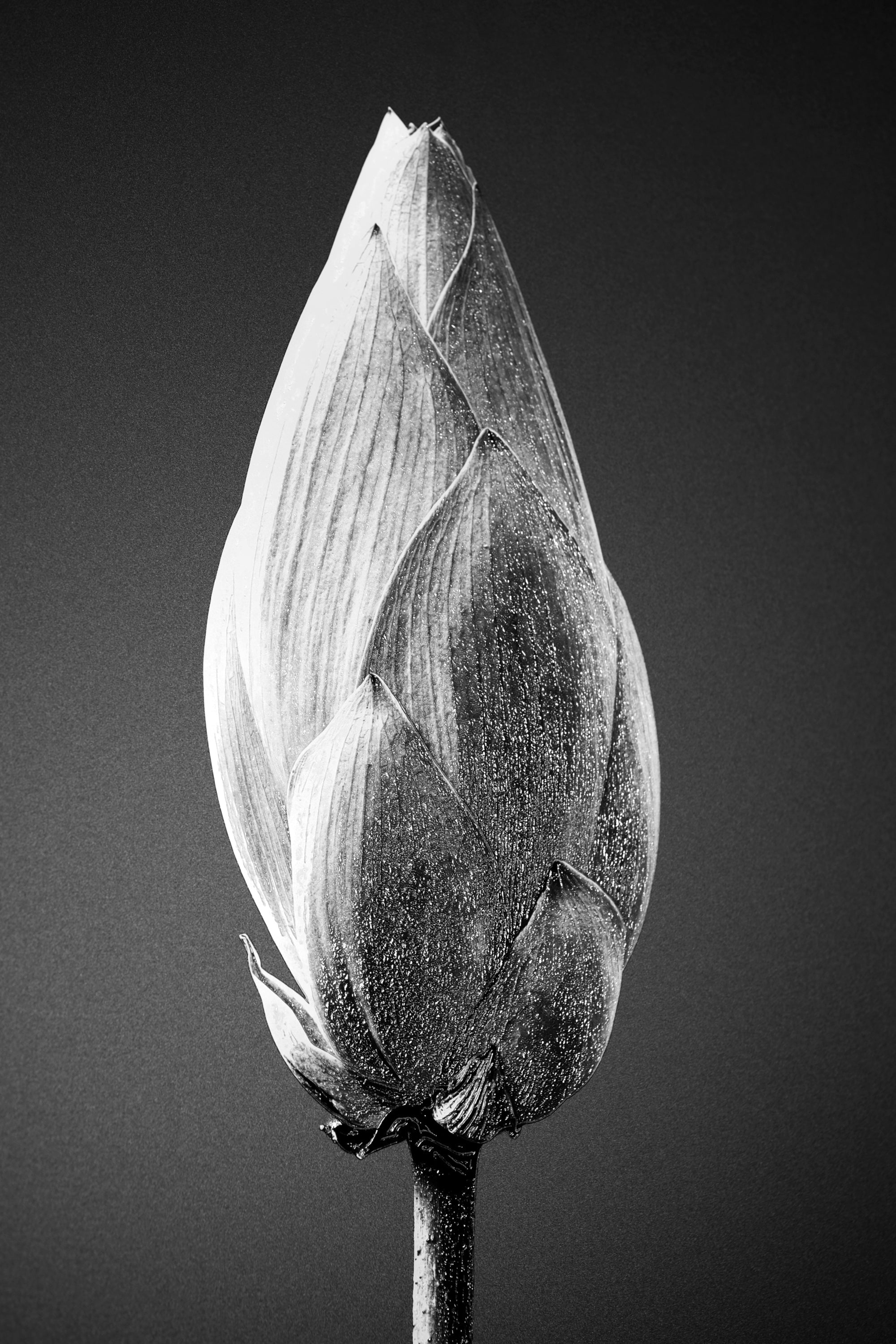 Noir Bloom Radiance — Haptic 3D Embossed + High-Gloss Lacquer Print