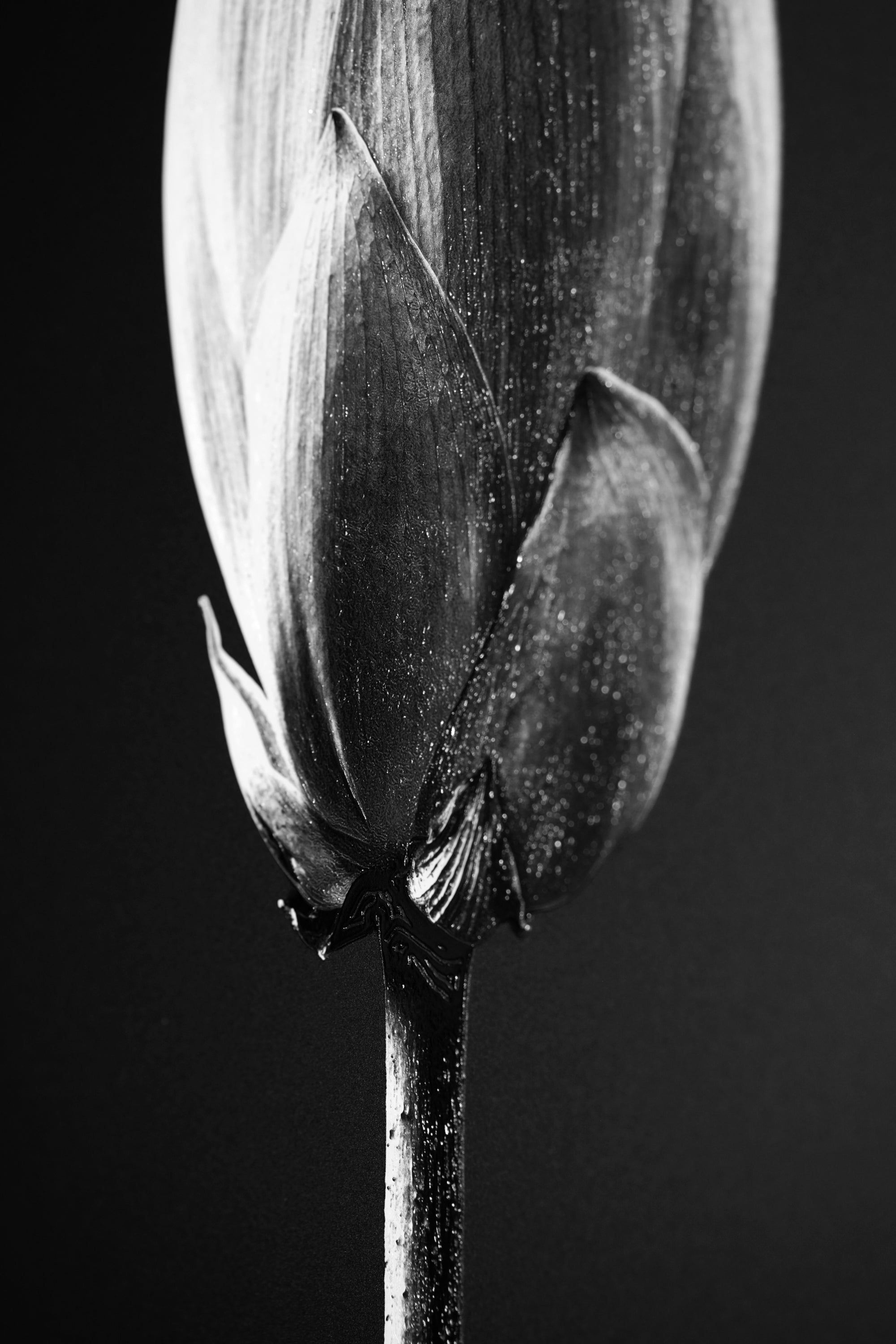 Noir Bloom Radiance — Haptic 3D Embossed + High-Gloss Lacquer Print