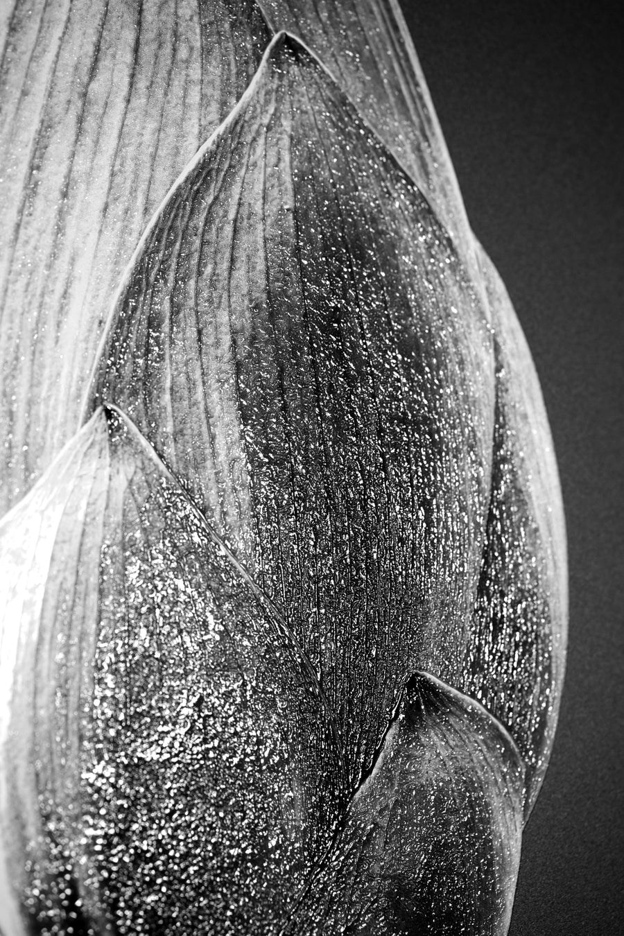 Noir Bloom Radiance — Haptic 3D Embossed + High-Gloss Lacquer Print