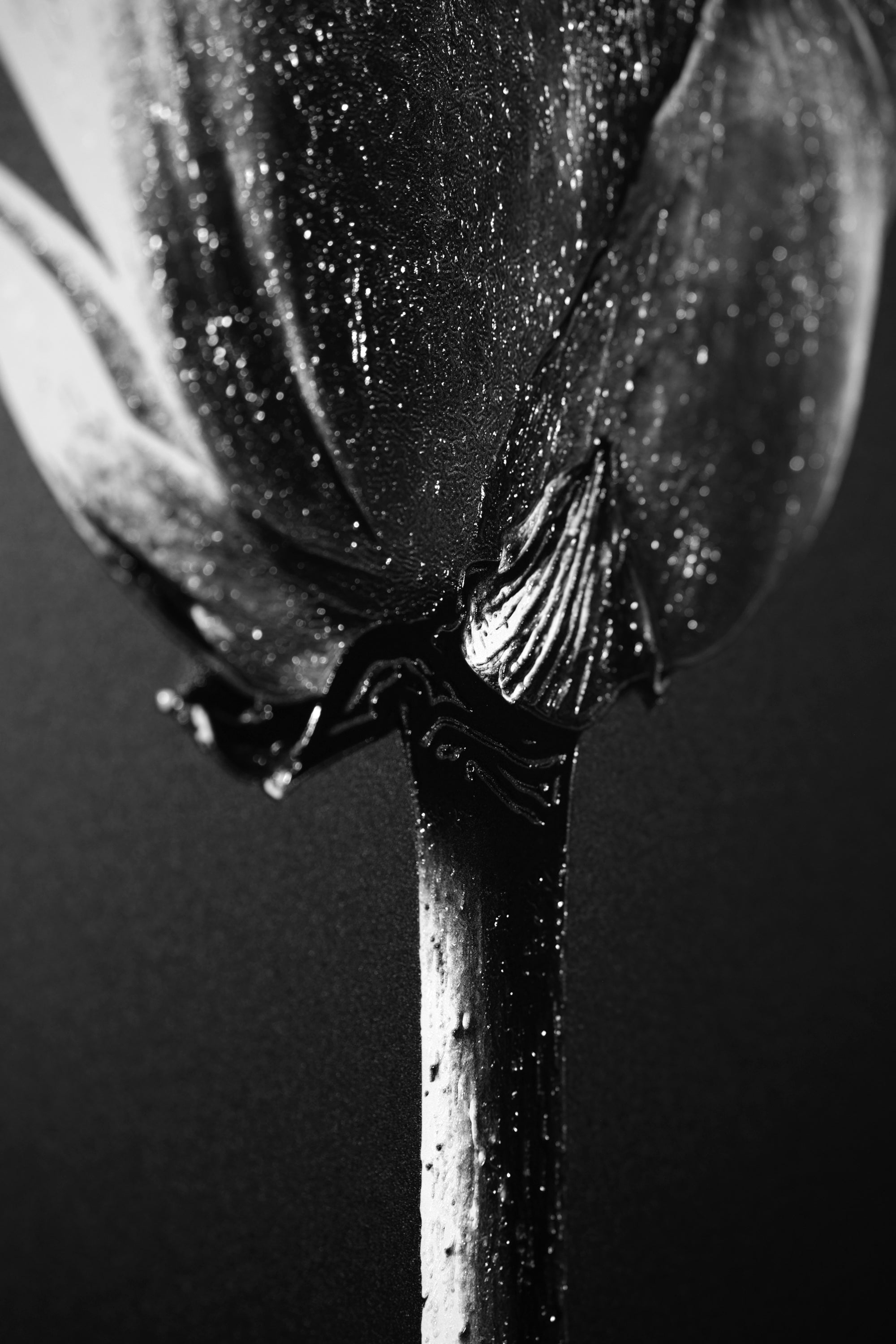 Noir Bloom Radiance — Haptic 3D Embossed + High-Gloss Lacquer Print